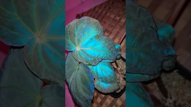 Begonia Pavonina : Begonias Of Peninsular Malaysia.