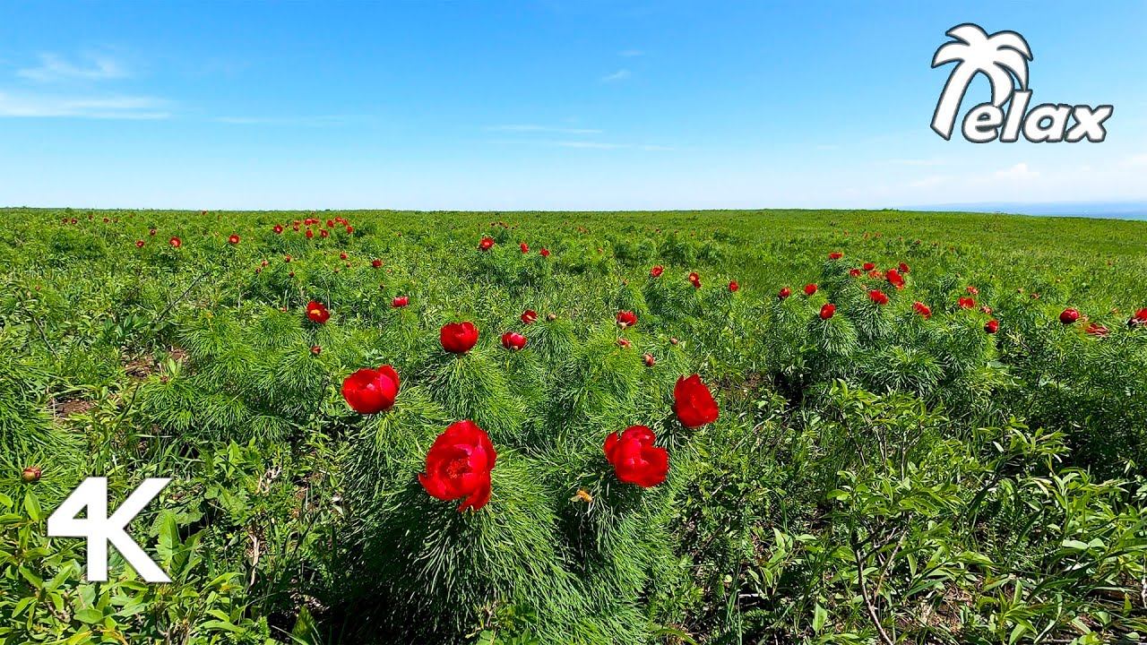 The sound of the Wind in the Blooming steppe, Crickets and Birdsong - Relax 10hrs смотреть онлайн