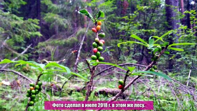 Волчеягодник или волчье лыко или волчник - очень красивый декоративный кустарник смотреть онлайн