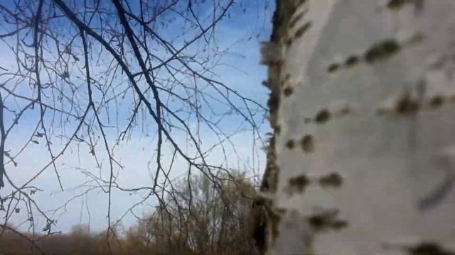 Березовый сок - сбор 2019 - 1 часть