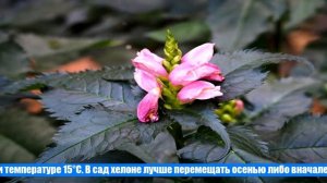 Цветок хелоне — посадка и уход