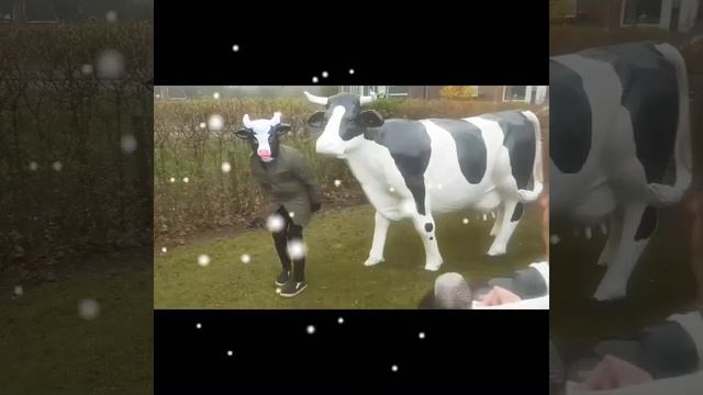 Het mysterie van de 3 koeien in Crooswijk смотреть онлайн