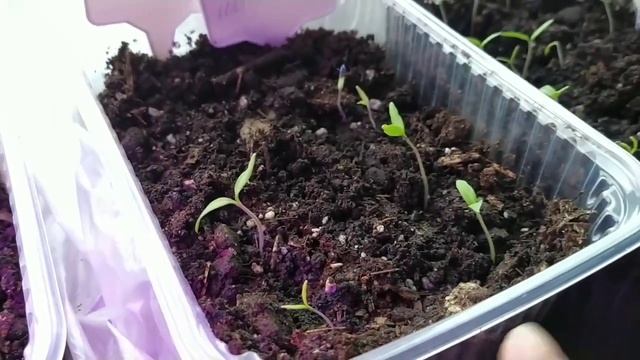 Лучшая подвязка плодов арбуза и дыни в теплице - вяжем гамачки. Рассада овощей подрастает. смотреть онлайн