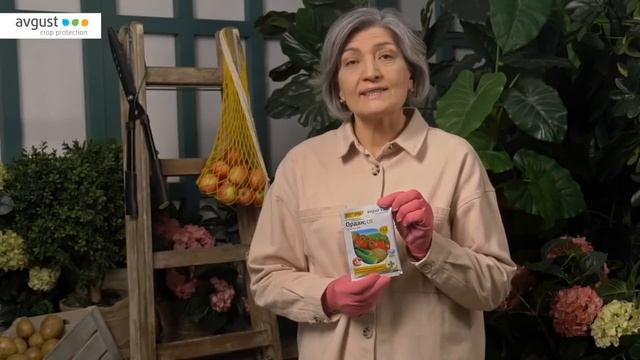 Ордан от фитофтороза и других болезней овощей. Инструкция и особенности применения смотреть онлайн