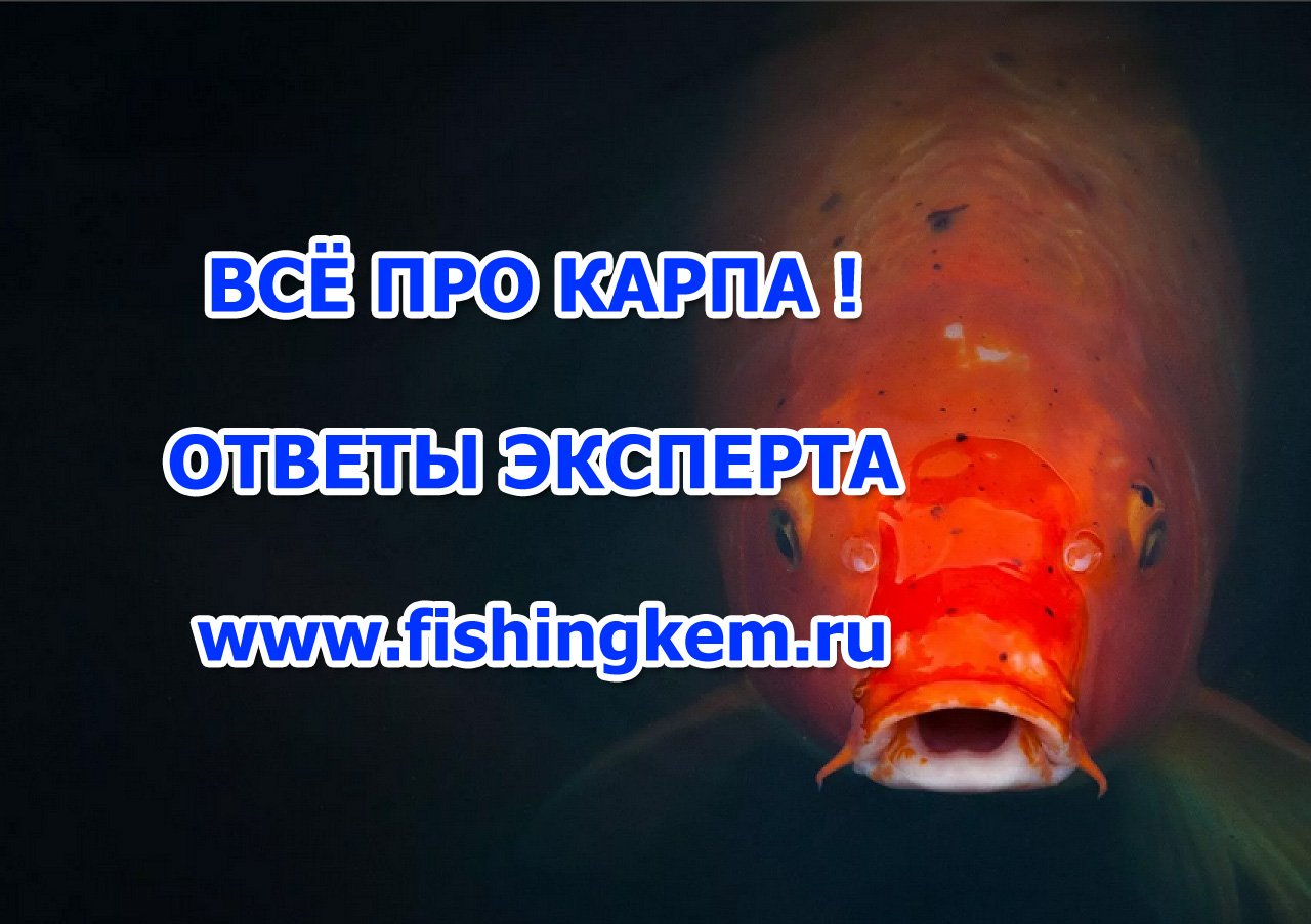 Всё про карпа. Ответы ихтиолога. смотреть онлайн