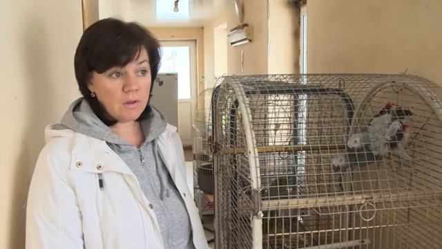 Раменское телевидение о жизни ветеринарных врачей орнитологов основавших Зеленый попугай смотреть онлайн