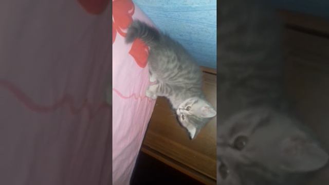Кукуська ест семечки смотреть онлайн