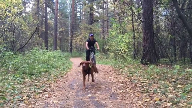 Тренировка байкджоринг с выжлой смотреть онлайн