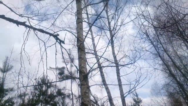 Очень быстро течет березовый сок!!! смотреть онлайн