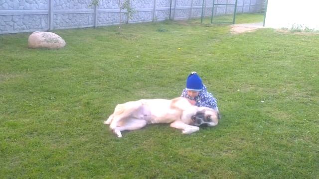 алабай и ребенок смотреть онлайн