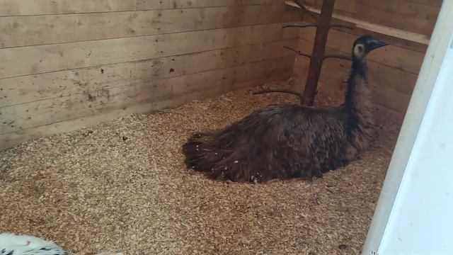 У Пипы появилась третья гусыня смотреть онлайн