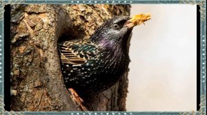 Н.Заболоцкий "Уступи мне,скворец,уголок..."