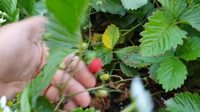 Земляника Руяна. Урожай. Клубника из семян. смотреть онлайн