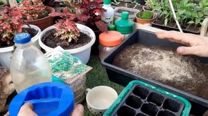 ВЫРАЩИВАЮ БАЗИЛИК БЕЗ ЗАМОРОЧЕК быстрые всходы надежный способ как и когда сеять базилик