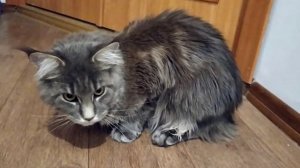 Мейн-кун Хлоя рычит и шипит на кота у нас в гостях) Эпичная битва