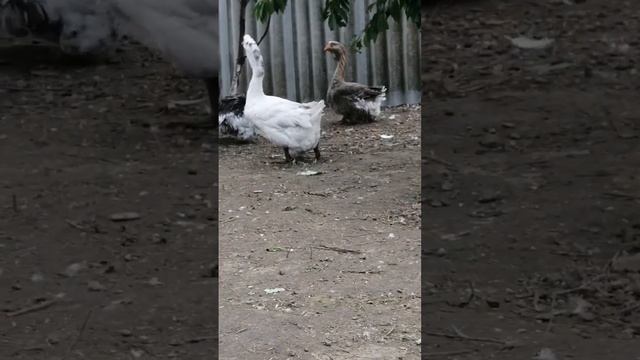 Холмогорские гуси Вилкова А. В. 19.09. 2022.г. смотреть онлайн