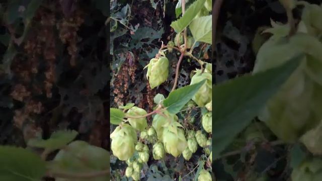 Вот как выглядит на самом деле хмель смотреть онлайн