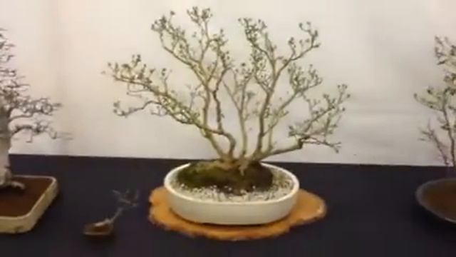 Wisley Bonsai Show With Sutton Bonsai Society
