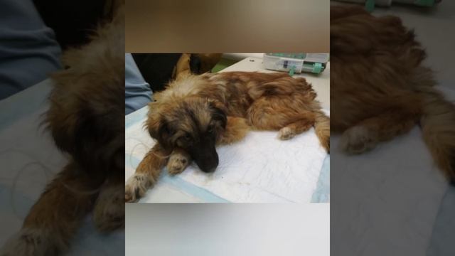 Собака привела к сугробу, вокруг которого таял снег, это был завязанный мешок, он шевелился. смотреть онлайн