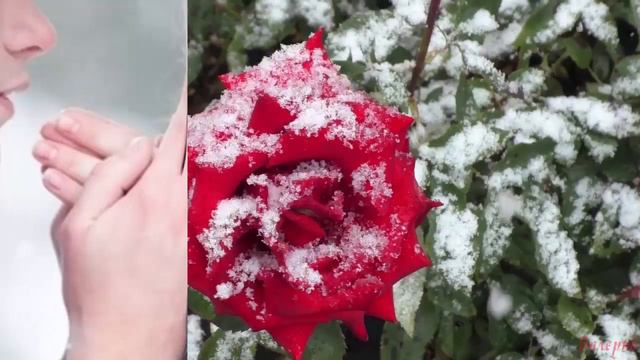 Первый снег... смотреть онлайн