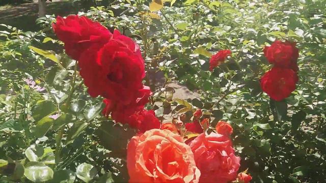 Как же милы эти розы, спасибо мастерам - цветоводам🌹🌹🌹🌹🌹🌹🌹🌹🌹🌹🌹🌹🌹🌹🌹🌹🌹 смотреть онлайн