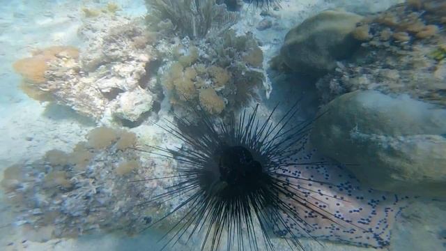 Занзибар 2022 подводный мир смотреть онлайн