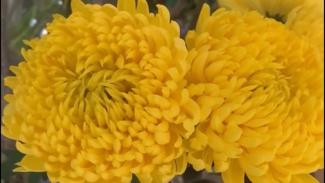 ?Глаз не оторвать..... от Розанна Адам смотреть онлайн