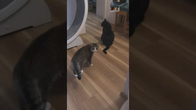 Сладкая парочка — Клякса и Кнопка смотреть онлайн