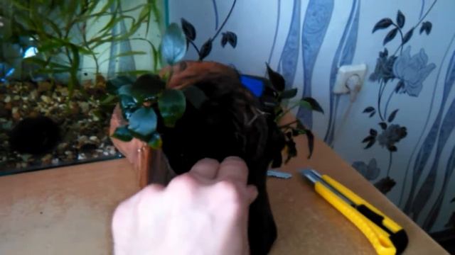 аквариумистика в РБ №2 (приращиваем Анубиас к коряге) смотреть онлайн