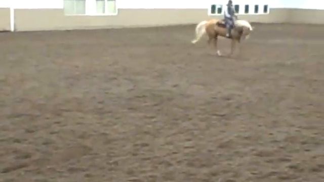 AQHA Dappled Golden Palomino horse for Sale смотреть онлайн