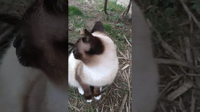 Коты Котофеечи