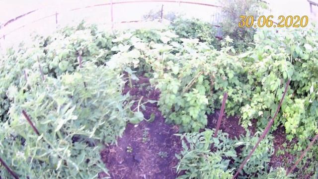 Жёлтая малина сорт Жёлтый Гигант в июне 2020г. Поспела первая ягода жёлтой малины смотреть онлайн