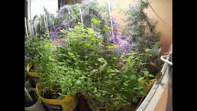 Вырастить розмарин часть 6 Grow rosemary part 6 смотреть онлайн