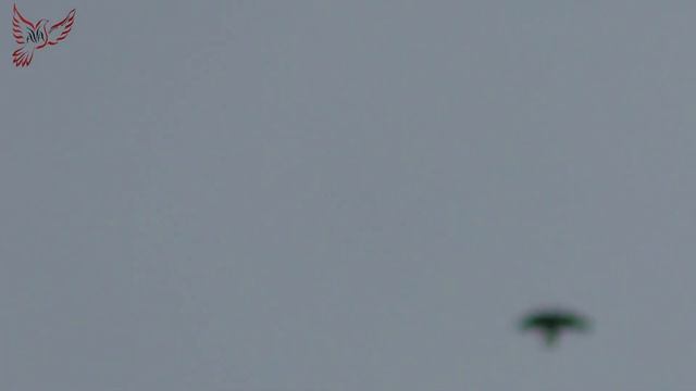 Голуби. Масть и лёт... смотреть онлайн