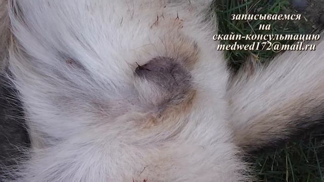 Течка у собак смотреть онлайн