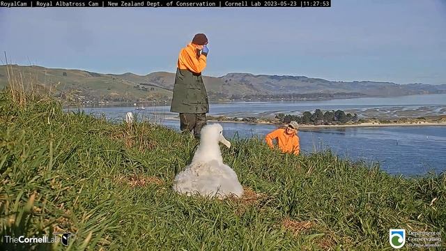 (23.05.2023) Альбатрос. Взвешивание - Albatross. Weighing смотреть онлайн