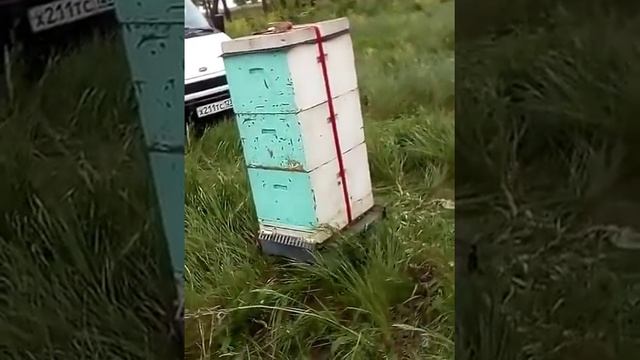 Третья акация! смотреть онлайн