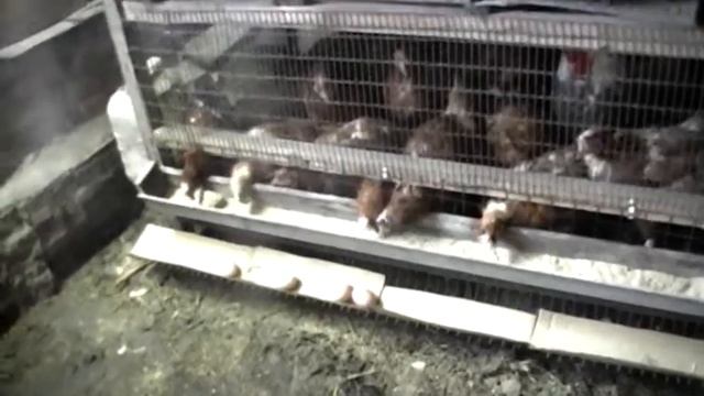 Клетка для кур с яйце скаткой, а работает ли? смотреть онлайн