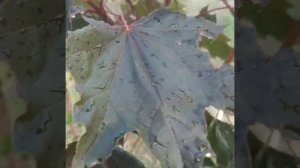 КЛЕН КРАСНОЛИСТНЫЙ