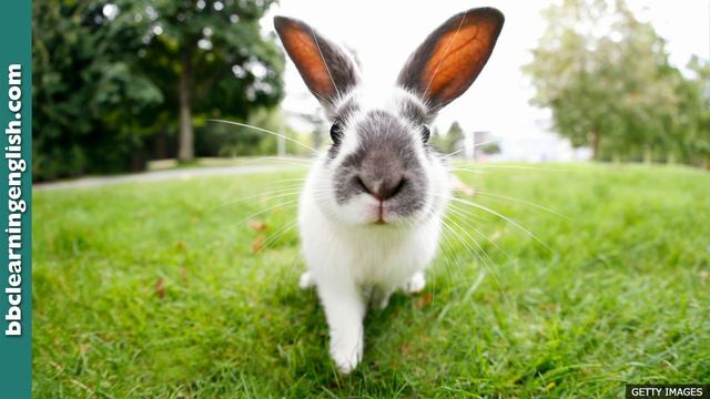 Rabbits: cuddly friends or cunning tricksters? - 6 Minute English смотреть онлайн