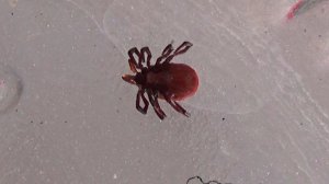 Эффективное средство от Клещей! Отпугивает и Убивает!