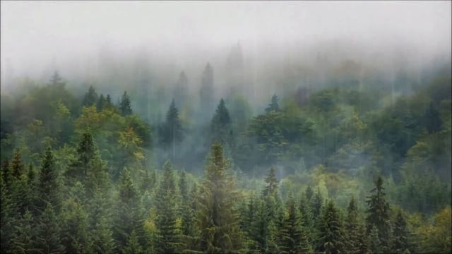 Шум Дождя и грома в туманном лесу  для сна