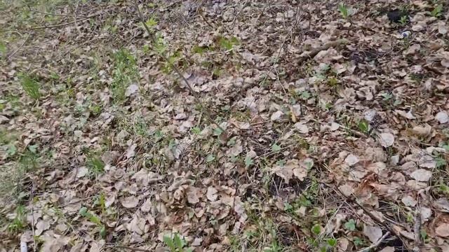 Ходим по следам йети. Поездка 04.05.2021. Снежный человек, бигфут, сасквоч, леший смотреть онлайн