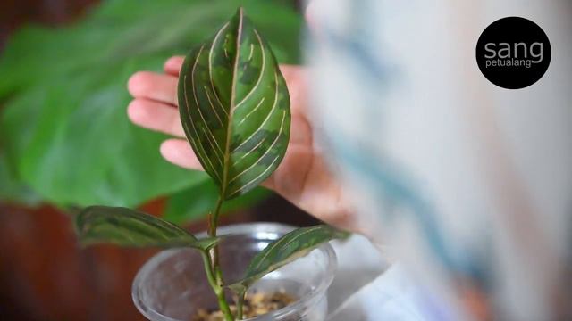 AGLAONEMA LANGKA Rotundum Aceh X Pictum Tricolor смотреть онлайн
