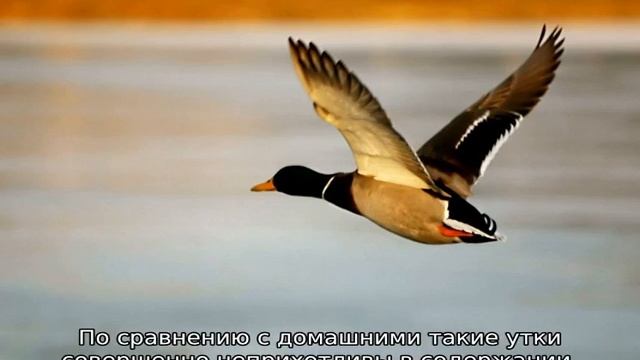 Сколько живут утки смотреть онлайн