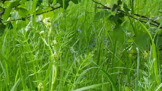 Прогулка возле дома... Узнала где живут голуби! смотреть онлайн