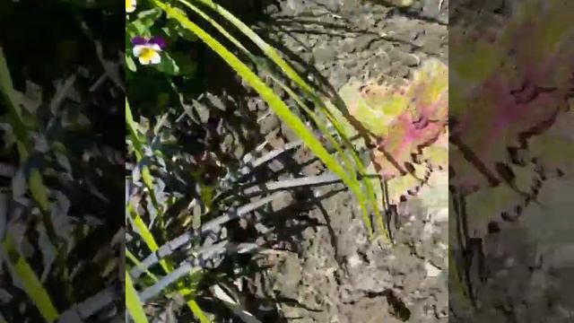 Роза ПРИНЦ МОНАКО. Описание. Я сегодня родилась? смотреть онлайн