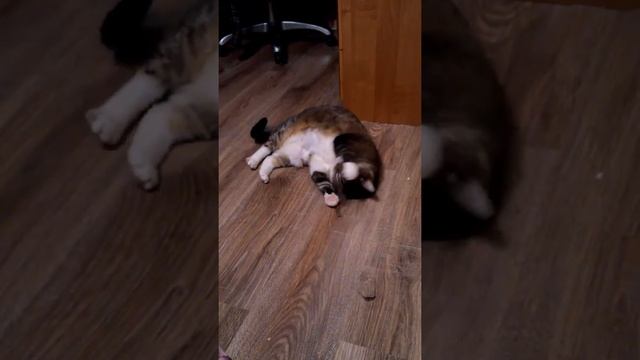 Кошачья палочка смотреть онлайн