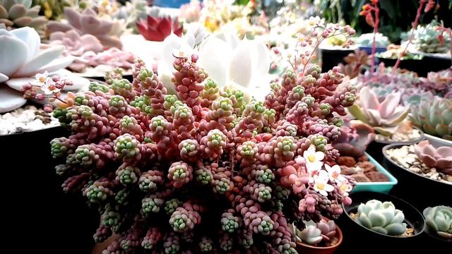Sedum Dasyphyllum Major Cuidados Y Reproducción Básicos. #garden #flowers #plantas #mexico #jardin