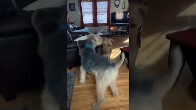 Airedale Terrier Tango смотреть онлайн